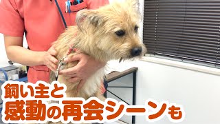 元野犬が避妊手術した日〜24時間の記録〜