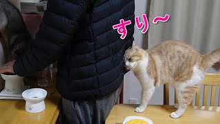 パパをとろけさす甘えん坊猫【スコティッシュフォールド】【アビシニアン】