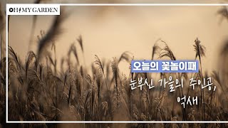 [꽃놀이패] EP8_눈부신 너, 억새 Miscanthus sinensis var. purpurascens (Andersson) Rendle