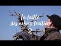 Permaculture et autonomie - Taille des arbres fruitiers (2/2)