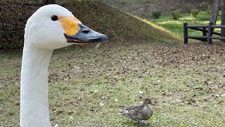 公園にカモ達が渡ってきたよ〜