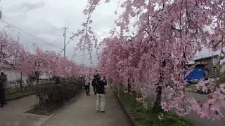 Kitakata喜多方日中線のしだれ桜