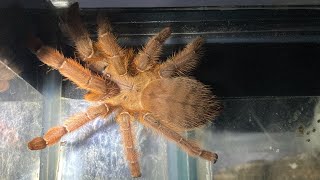 Housing A Peach Earth Tiger Tarantula | Phormingochilus Sp Rufus