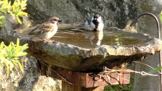 【庭に来る野鳥】今日のシジュウカラの水浴び。（2022/05/21）