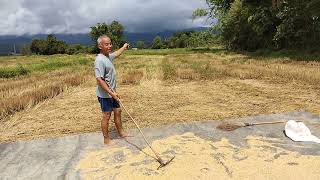 ตากข้าวในช่วงฝนตก #เศรษฐกิจพอเพียง #เกษตรทฤษฎีใหม่ #เศรษฐกิจพอเพียง