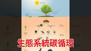 生態系統碳循環