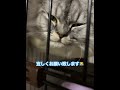 お願いだから寝させてにゃ ミヌエット のセナの日常 猫 ネコ ねむい