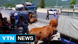 고속도로에서 소 실은 화물트럭 넘어져 / YTN (Yes! Top News)