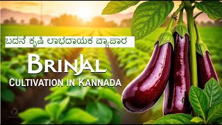 ಬದನೆಕಾಯಿ ಬೆಳೆಯ ಸಂಪೂರ್ಣ ಮಾಹಿತಿ| How to Grow Brinjal for Maximum Yields | Brinjal Crops Farming