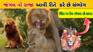 જંગલ નો રાજા સિંહ સંબંધ કેવિ રીતે બનાવે છે || lion meeting || સિંહ સંભોગ કેમ કરે છે