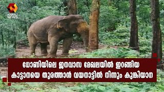 ധോണിയിലെ ജനവാസ മേഖലയില്‍ ഇറങ്ങിയ കാട്ടാനയെ തുരത്താന്‍ വയനാട്ടില്‍ നിന്നും കുങ്കിയാനയെ എത്തിച്ചു