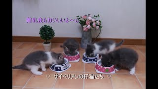 ♡仔猫たちのお食事タイム