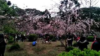 Florada das Cerejeiras em Itaquera