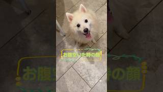 愛犬記録110🎞️お腹空いた時の様々な顔-2024.10.7-