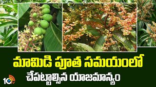 మామిడి పూత సమయంలో చేపట్టాల్సిన యాజమాన్యం | Precautions On Mango Coating | Matti Manishi | 10TV