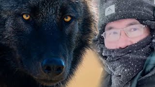 I spent 60 days in -20F Yellowstone to look for a legendary wolf