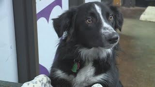 'Save This Life' pet microchip company shuts down, how to know if your pet is still protected