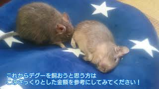 47.お姫様、うるみちゃん【デグーの飼育】