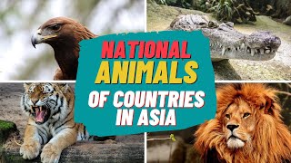 National Animal of Countries in Asia | List of Asian National Animals
