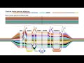 Introdcution to Human Genetic Architecture