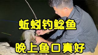 河里鲶鱼太泛滥了，晚上开钓惊喜不断，起竿起到手发软【壮乡小莫】