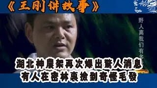 王剛講故事：湖北神農架再次爆出驚人消息，有人在密林裏撿到奇怪毛發#王剛 #王剛講故事