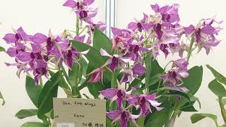 【OrchidShow】Dendrobium Japan Grand Prix International Orchid Show 2021.　世界らん展2021 【デンドロビウム】