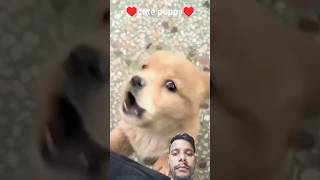 #baby dog#cute puppy barking#viral 4k#dog lover♥️♥️#coment#subscribers  my chinal