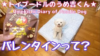 バレンタインって？ ★トイプードルのうめ吉くん（845日目)★Umekichi Diary of Poodle Dog