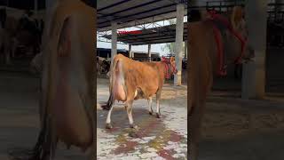 1 MILLION VIEWS आज तक की सबसे बेहतरीन 2दांत #jersey #Cow #shorts #2Teeth #champion #chopradairyfarm