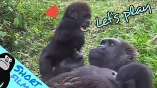 #ASMR #Gorilla #ゴリラ | D'jeeco Family 🦍Wonderful short film【#金剛猩猩】 #2021/571 #動森猩聞TV