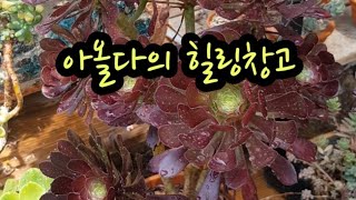 다육이 번식하기.흑법사 키우기.동형다육. 식물힐링.반려식물