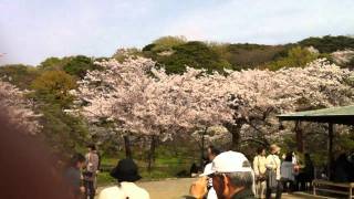 2011年４月横浜三渓園の桜の様子。