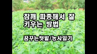 참깨 파종 해서 잘 키우는 방법