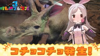 【けものフレンズ3】ツチブタのこちょこちょ、けものミラクル＋\u0026通常、おまけ(のんほいパークコラボ)