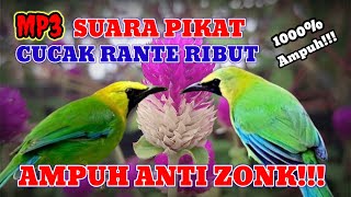 Suara pikat cucak rante ampuh | Suara pikat cucak rante ribut | Suara pikat burung cucak rante