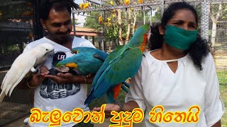 #srilankan #parrot #parrots   ශ්‍රී ලංකා ගිරව්