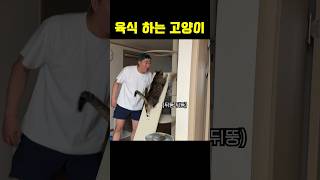 한우로 몸보신 하는 고양이 #shorts #shortvideo #고양이 #시트콤