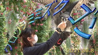 富士花鳥園　バードショー　2021.06.08　クロワシミミズクのゴンくん