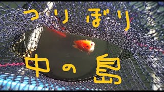 釣り堀中の島センターって所に行ってみた！Fishing pond in Saitama