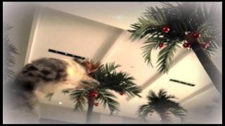 Pet Holiday Dreams - Toy Catapult - A Holiday Commercial by Petco