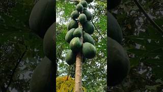 Papaya tree #fruit #fruiting #tree #mango #satisfying #nature #papaya #grow #papayacutt #papayatree