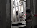 baby panda brushing teeth 熊猫宝宝刷牙 panda パンダ 팬더 大熊猫