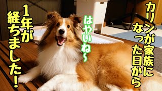 【シェルティ】カリンが家族になってからの一年間を振り返ります!! 【うちの子記念日】It's been a year since a sheltie puppy became a family.