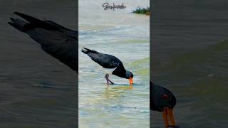 Did you know Oystercatchers don't often eat Oysters? #birds #shorebirds #australia