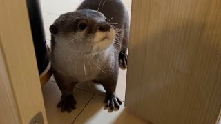 カワウソさくら カワウソがドアを開けるので出かけられない Otter opening the door