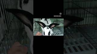 KELINCI REX | REX RABBIT