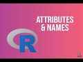 Bioinformatics: Attributes and Names | Python | BioCode Ltd