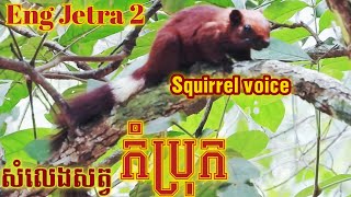 សំលេងសត្វកំប្រុក🐿️(Squirrel Voice)