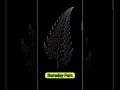 Bernsley Fern Fractal Design In Python Turtle | Awesome Fractal Design #python #pythonprogramming